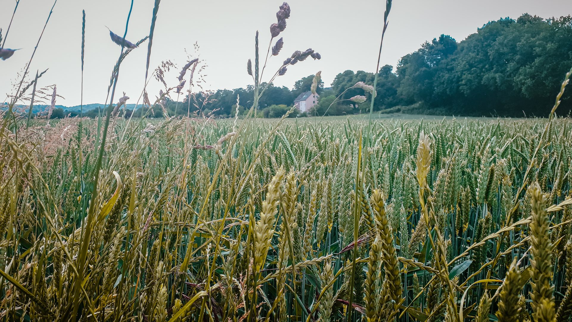 Wiesen Felder Und Wald Begleiten Uns Im Weiteren Verlauf Der Radtour