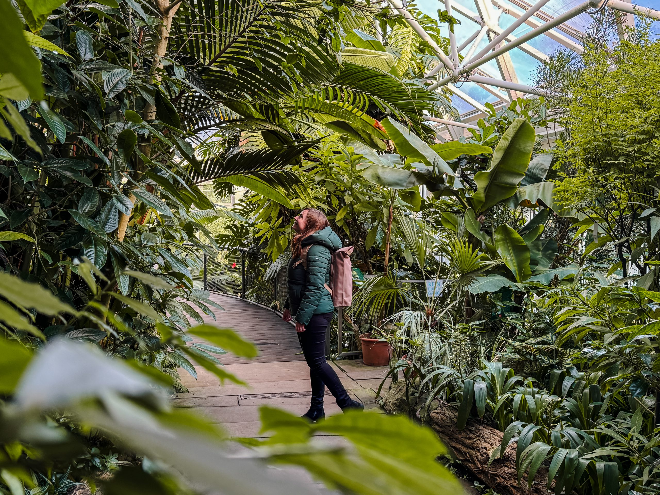 Das Foto zeigt das Tropenhaus im Grugapark in Essen von innen.