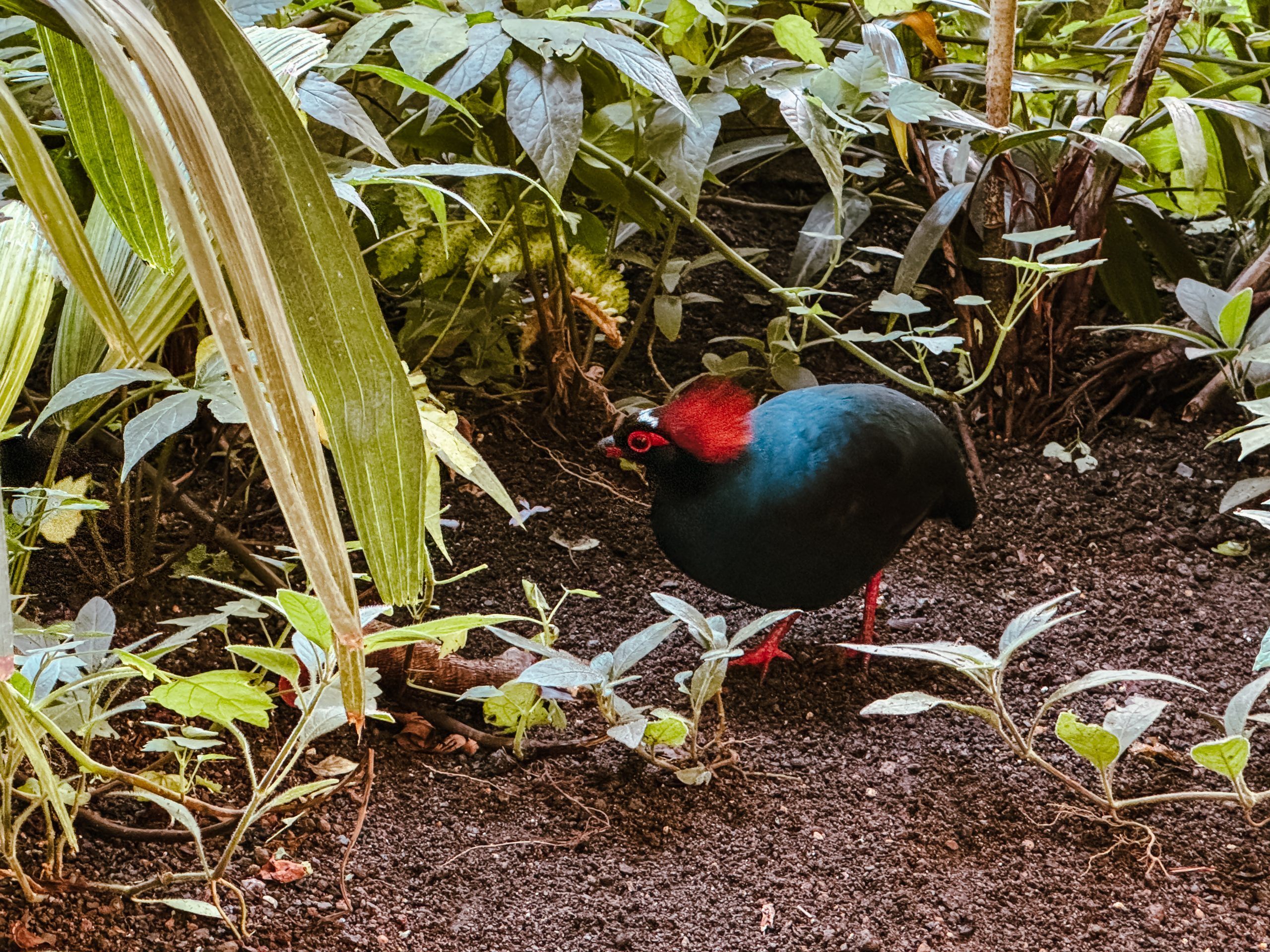 Das Foto zeigt das Tropenhaus im Grugapark in Essen von innen.