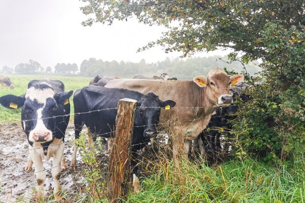Das Foto zeigt Kühe an der Römer-Lippe-Route