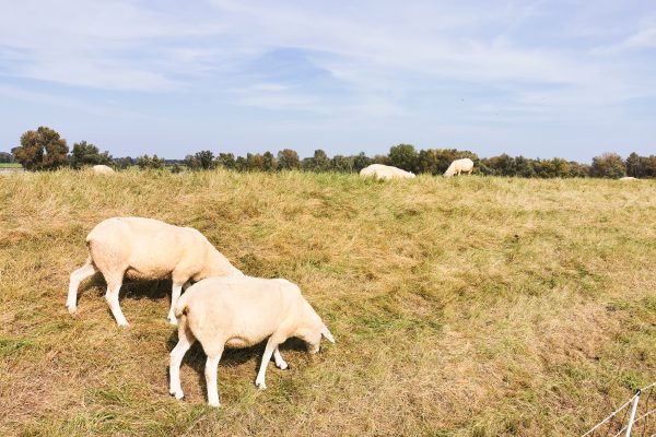 Das Foto zeigt Schafe in Wesel an der Römer-Lippe-Route