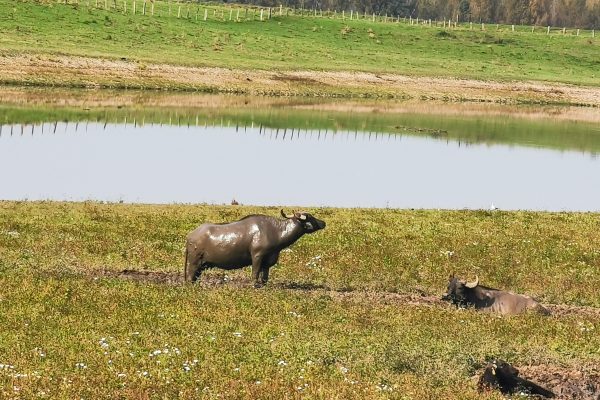 Das Foto zeigt Wasserbüffel auf der Bislicher Insel in Xanten an der Römer-Lippe-Route