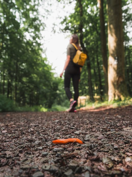 Das Foto zeigt den Wanderweg 3-Türme-Weg in Hagen